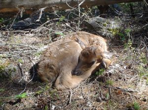 elk calf napping